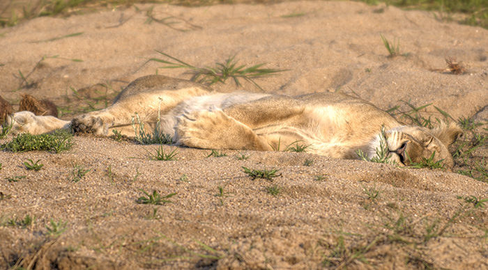 Sleeping lion